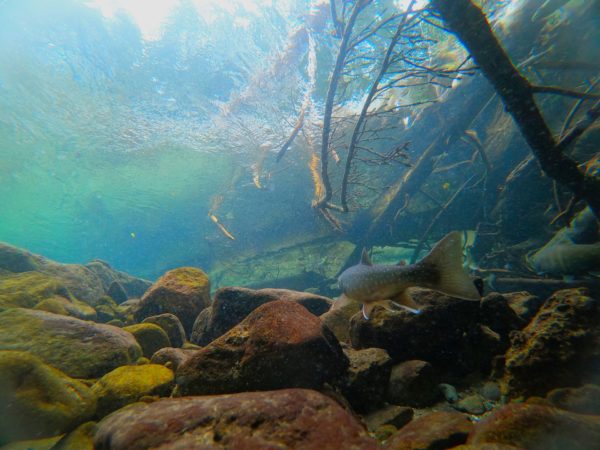然別湖ミヤベイワナ