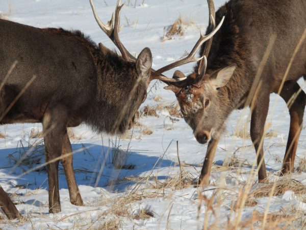 エゾシカ