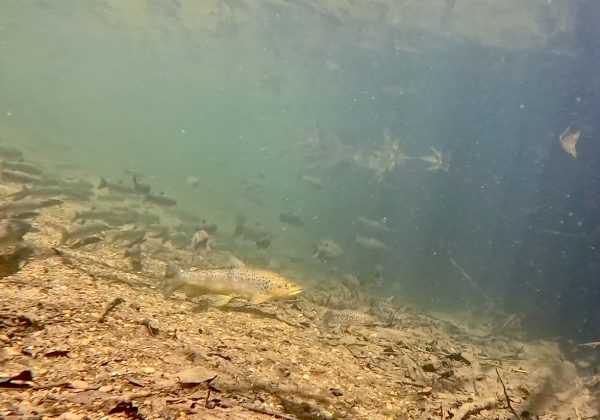 ブラウントラウト