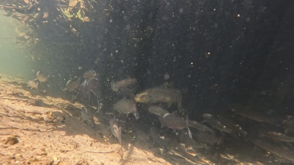 ブラウントラウト