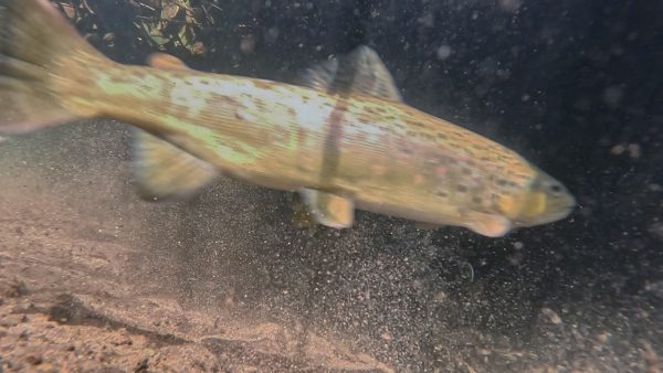 ブラウントラウト